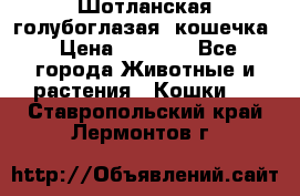 Шотланская голубоглазая  кошечка › Цена ­ 5 000 - Все города Животные и растения » Кошки   . Ставропольский край,Лермонтов г.